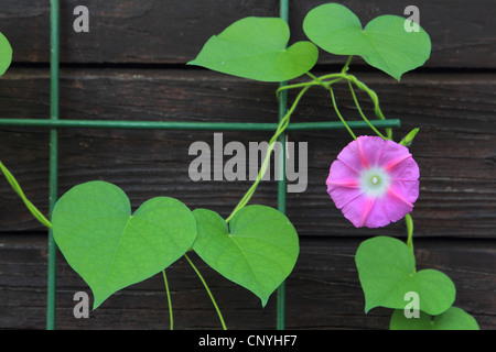 Convolvulus nana (Convolvulus tricolore), fioritura, Germania Foto Stock