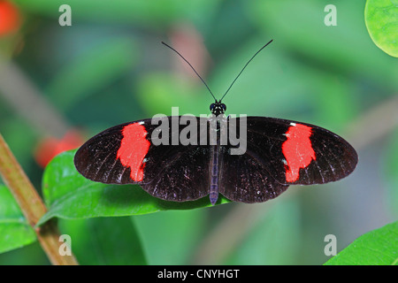 Hecales longwing, passioni flower butterfly, portalettere comune (Heliconius melpomene :), seduta su una foglia Foto Stock