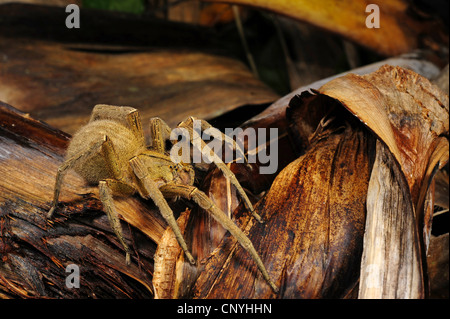 Bird spider su foglie di banano, Honduras, La Mosquitia, Las Marias Foto Stock