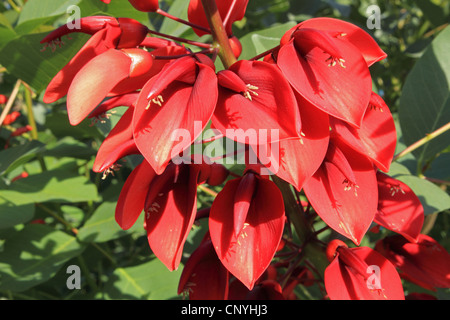 Cockspur coral tree, Gridando bambino (Erythrina crestato-gallii), fioritura Foto Stock