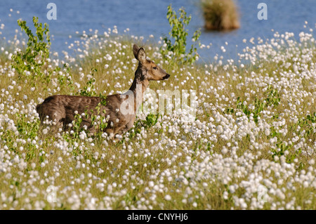 Il capriolo (Capreolus capreolus), doe in piedi in un prato in un lago Foto Stock