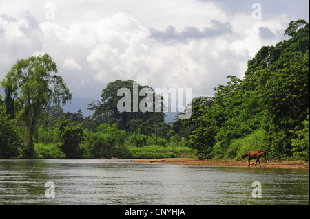 Caimano dagli occhiali (Caiman crocodilus), fiume tropicale, habitat del caimano spectacled, Honduras, La Mosquitia, Las Marias Foto Stock