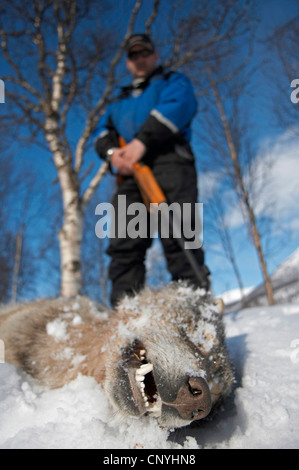 Unione lupo (Canis lupus lupus), che giace morto nella neve con il cacciatore con la sua pistola in piedi dietro dopo il governo norvegese ha sanzionato wolf cull, Norvegia, Hedmark Foto Stock