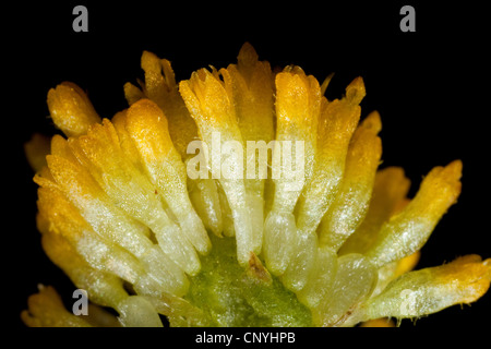 Daisy comune, prato daisy, inglese daisy (Bellis perennis), ripresa macro di fiori tubolari Foto Stock