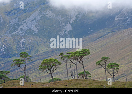 Resto tratto di Caledonian pineta di pino silvestre nella parte anteriore della montagna che si profila, Regno Unito, Scozia, Alladale deserto riserva, Sutherland Foto Stock
