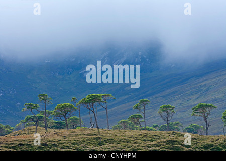 Resto tratto di Caledonian pineta di pino silvestre nella parte anteriore della montagna che si profila, Regno Unito, Scozia, Alladale deserto riserva, Sutherland Foto Stock