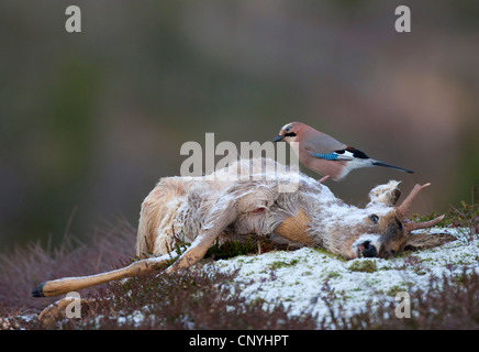 Jay, Eurasian jay (Garrulus glandarius), seduti su morti il capriolo, Norvegia, Flatanger Foto Stock