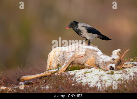 Cornacchia mantellata (Corvus corone cornix, Corvus cornix), seduti su morti il capriolo, Norvegia, Flatanger Foto Stock