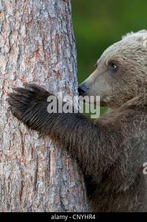 Unione l'orso bruno (Ursus arctos arctos), in piedi state edificate in corrispondenza di un tronco di pino, Finlandia, Suomassalmi Foto Stock