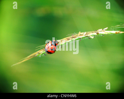 Ladybird su un'erba Foto Stock