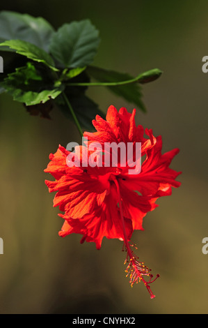 Hibiscus (Hibiscus spec.), fiore rosso di un ibisco specie, Honduras, Copan Foto Stock