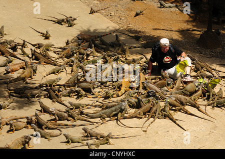 Iguana verde, comune (iguana Iguana iguana), seduta turistica tra le iguane verdi in un iguana parc, Honduras, Roatan, isole di Bay Foto Stock