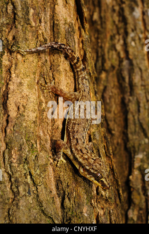 Honduras foglia-toed Gecko (Phyllodactylus palmeus), seduti su un tronco di albero, Honduras, Roatan, isole di Bay Foto Stock