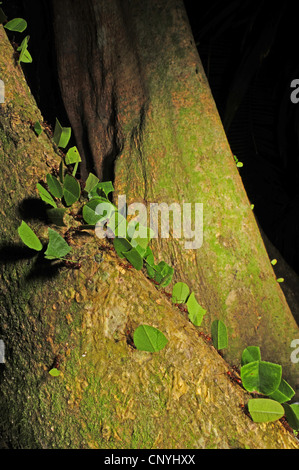 Leafcutting formiche crwaling su un tronco di albero, Honduras, Roatan, isole di Bay Foto Stock