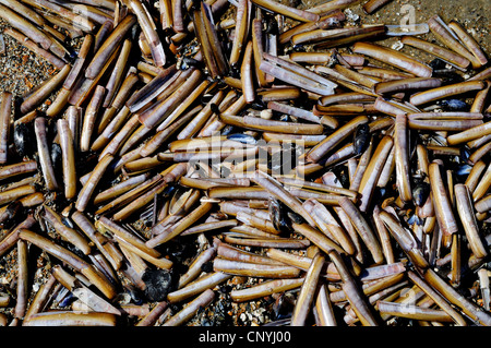 Comune vongola rasoio, strette ribaltarsi vongola, rasoio spada (Ensis ensis), un sacco di spada rasoi lavato fino alla spiaggia, Paesi Bassi Foto Stock