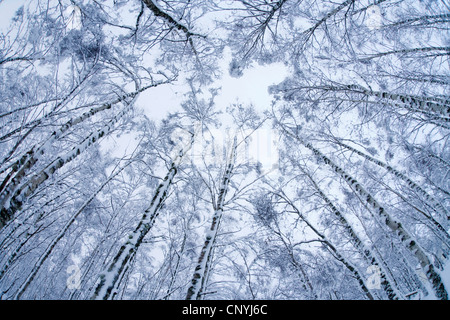 La betulla (Betula spec.), la vista ad albero di cime coperte di neve betulle, Regno Unito, Scozia, Cairngorms National Park;, Glenfeshie Foto Stock