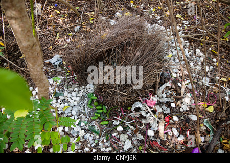 Grande grigio bowerbird, grande bowerbird (Chlamydera nuchalis), Bower della grande Bowerbird, Australia, Queensland, Townsville Foto Stock