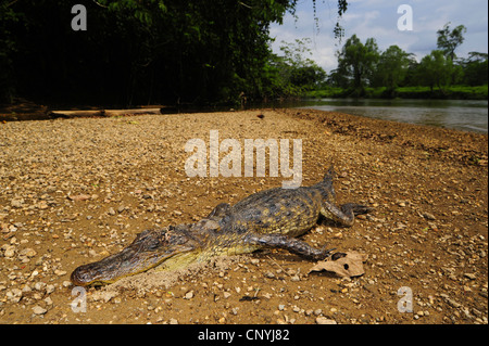 Caimano dagli occhiali (Caiman crocodilus), animale morto in un fiume a riva, Honduras, La Mosquitia, Las Marias Foto Stock