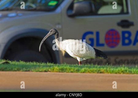Australian white ibis (Threskiornis molucca), Australian White Ibis in città, Australia, Queensland, Townsville Foto Stock
