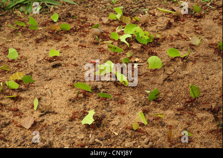 Leafcutting ant (Atta spec.), un grande numero di animali porta con sé pezzi di foglie sopra il suolo della foresta, Honduras, La Mosquitia, Las Marias Foto Stock