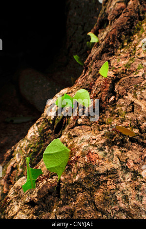 Leafcutting ant (Atta spec.), un grande numero di animali porta con sé pezzi di foglie di un tronco di albero, Honduras, La Mosquitia, Las Marias Foto Stock