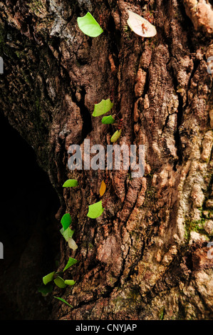 Leafcutting ant (Atta spec.), un grande numero di animali porta con sé pezzi di foglie di un tronco di albero, Honduras, La Mosquitia, Las Marias Foto Stock