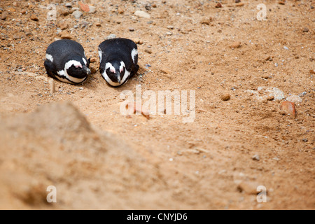 Due penguin è appoggiata nella sporcizia, a Boulders Beach, Simon's Town, Sud Africa. Foto Stock