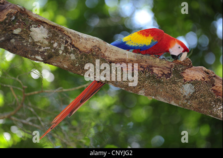 Scarlet Macaw (Ara Macao), Parrot seduta di una filiale di grandi dimensioni, Honduras, Copan Foto Stock