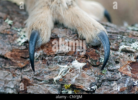 Nord del gufo reale (Bubo bubo), close-up delle griffe su un tronco, Regno Unito, Scozia, Cairngorms National Park Foto Stock