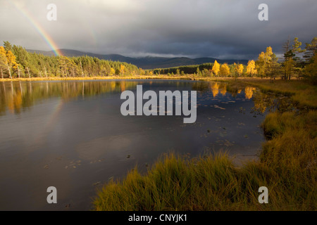 Lago idilliaco in luce autunnale con arcobaleno, Regno Unito, Scozia, Cairngorms National Park, Glenfeshie Foto Stock