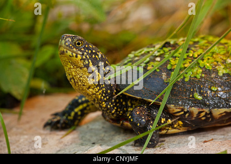 European pond terrapin, testuggine palustre, European pond tartaruga (Emys orbicularis), con duckweeds sulla sua schiena, Croazia, Istria Foto Stock