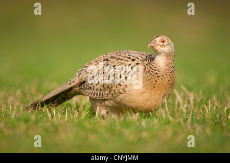 Il fagiano comune, Caucaso, Fagiano Fagiano caucasico (Phasianus colchicus), Gallina in piedi in un prato, Regno Unito, Scozia Foto Stock