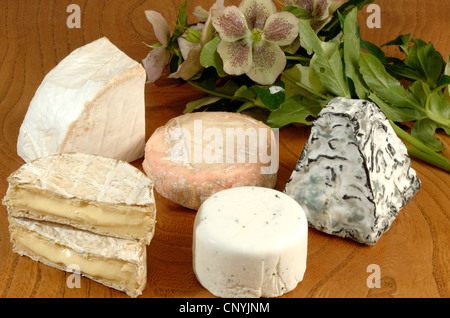 Una selezione di west country formaggi dell'Ovest dell'Inghilterra, Regno Unito Foto Stock