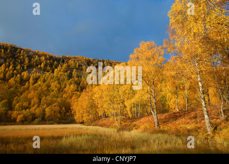 Alba sul prato collinare e paesaggio forestale in colori autunnali, Regno Unito, Scozia Foto Stock