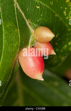 Foglia di faggio gall midge, faggio sacchetto-gall midge (Mikiola fagi), galli su una foglia di faggio, Germania Foto Stock