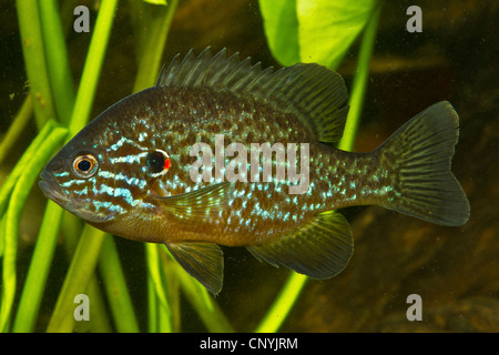 Semi di zucca sunfish, pumpkinseed (Lepomis gibbosus), maschio Foto Stock