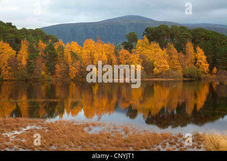 Loch Insh in autunno, Regno Unito, Scozia, Cairngorms National Park Foto Stock