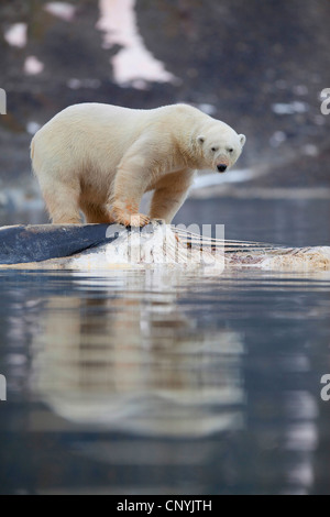 Orso polare (Ursus maritimus), in piedi su un morto drifting balena in acqua, Norvegia Isole Svalbard Foto Stock
