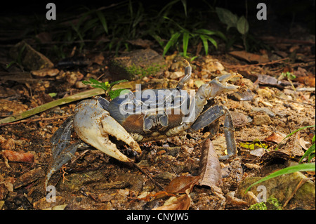 Granchio di mare su un terreno forestale, Honduras, Roatan, isole di Bay Foto Stock