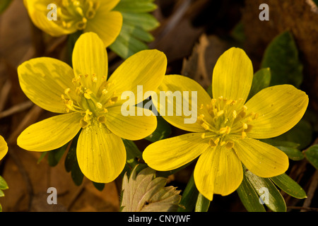 winter aconite (Eranthis hyemalis, Eranthis hiemalis), blooming Foto Stock