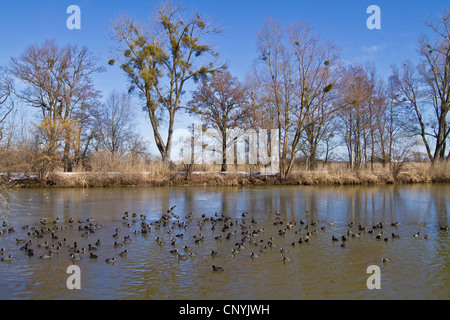 Nero la folaga (fulica atra), gregge su un icecovered lago Chiemsee, albero con mistletows in background, in Germania, in Baviera, il Lago Chiemsee Foto Stock