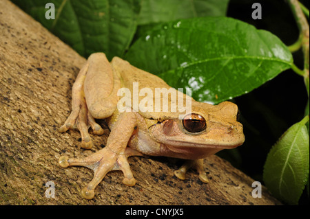 Rana spikethumb, Plectrohyla chrysopleura (Plectrohyla chrysopleura), seduto su un tronco di albero, Honduras, Pico Bonito, Pico Bonito Nationalpark Foto Stock