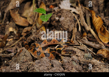 Machete Savane, cat-eyed notte Snake (Leptodeira annulata ), sul suolo della foresta, Honduras, Copan Foto Stock
