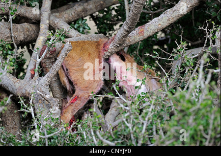 Preda di Leopard e appeso a un albero, Kenia Masai Mara National Park Foto Stock