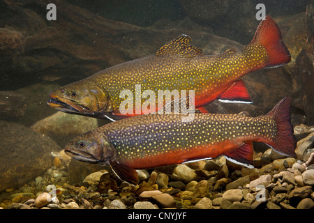 Trota di fiume, Brook char, Brook charr (Salvelinus fontinalis), giovane nella colorazione di accoppiamento Foto Stock