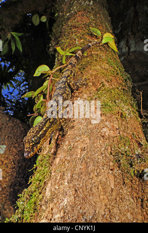 Legno, slave turniptail gecko (Thecadactylus rapicauda), percorrendo a piedi il tronco di albero, Honduras, La Mosquitia, Las Marias Foto Stock