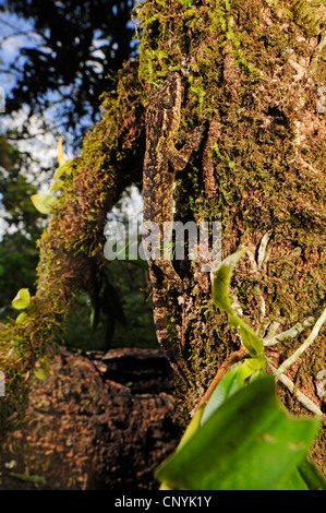 Legno, slave turniptail gecko (Thecadactylus rapicauda), camminando lungo il tronco di albero, Honduras, La Mosquitia, Las Marias Foto Stock