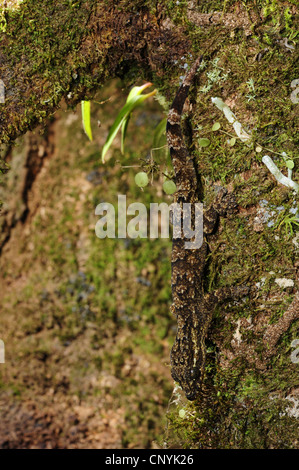 Legno, slave turniptail gecko (Thecadactylus rapicauda), percorrendo a piedi il tronco di albero, Honduras, La Mosquitia, Las Marias Foto Stock