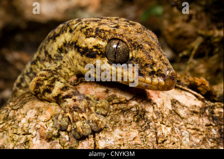 Legno, slave turniptail gecko (Thecadactylus rapicauda), guardando sopra un tronco di albero, Honduras, Pico Bonito Nationalpark Foto Stock