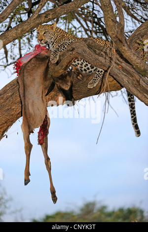 Leopard (Panthera pardus), giacente su un albero di alimentazione su un catturato gnu, Kenia Masai Mara National Park Foto Stock